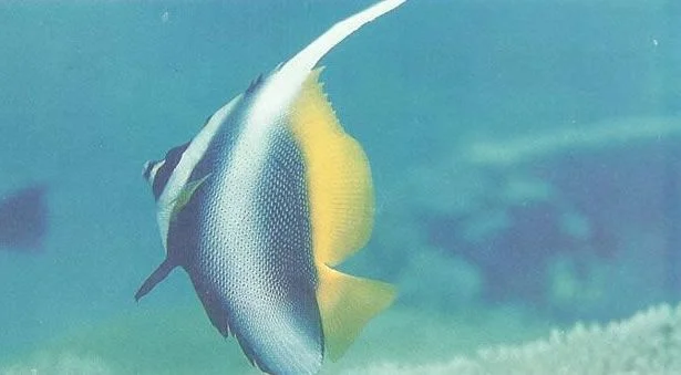 Singular bannerfish.webp