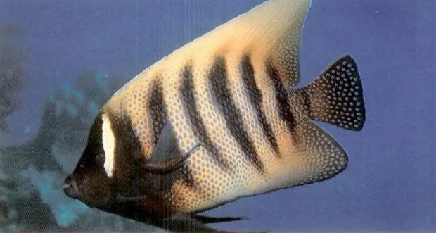 Sixbanded Angelfish.webp