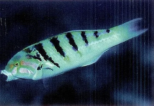 Sixbar Wrasse.webp