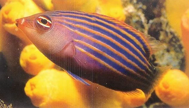 Sixline Wrasse.webp