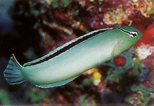 Smiths Fang Blenny.webp