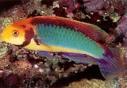 Solar Fairy Wrasse.webp