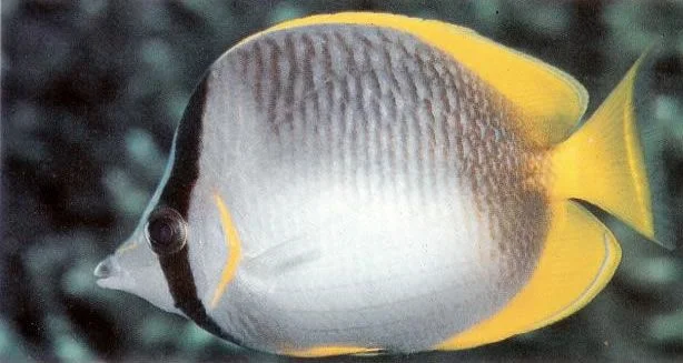 Somali butterflyfish.webp