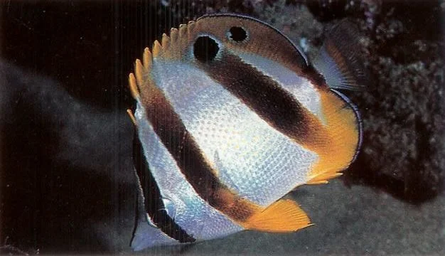 South african Butterflyfish.webp