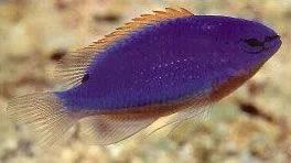 South Seas Devil Damselfish.webp