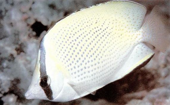 Speckled butterflyfish.jpg