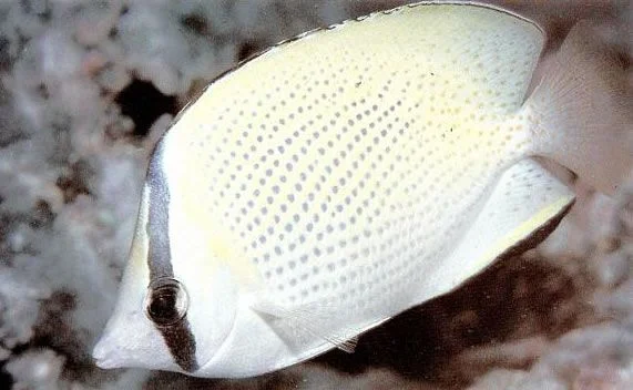 Speckled butterflyfish.webp