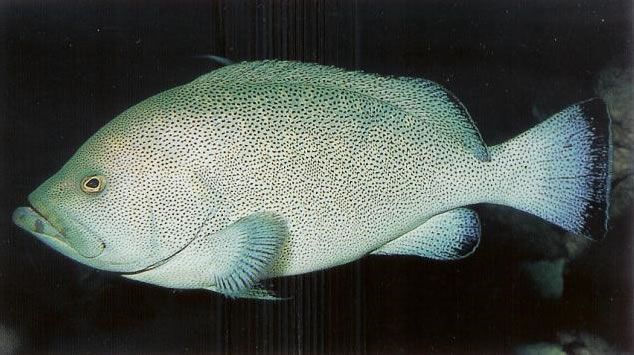 Speckled grouper.jpg