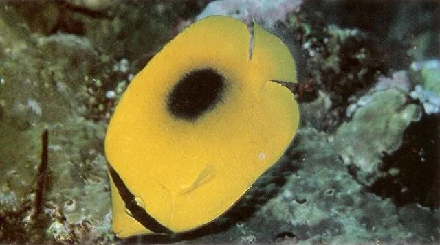 Speculum butterflyfish.webp