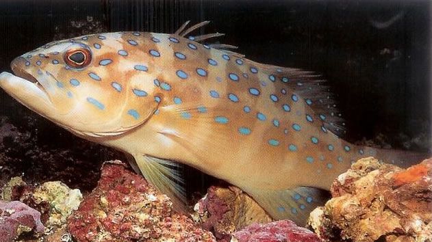 Spoted coral grouper.jpg