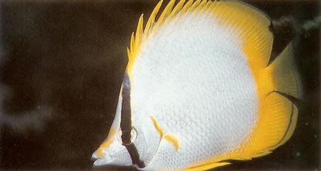 Spotfin butterflyfish.webp