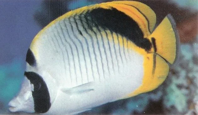 Spotnape butterflyfish.webp