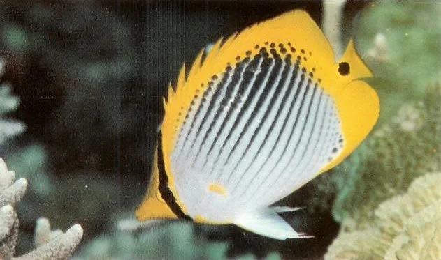 Spottail butterflyfish.webp