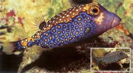 Spotted boxfish.jpg