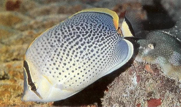 Spotted butterflyfish.webp