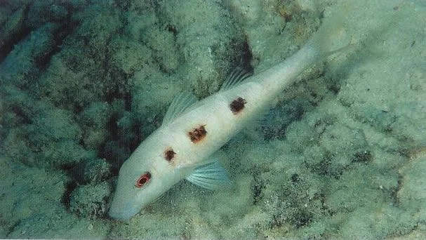 Spotted goatfish.webp