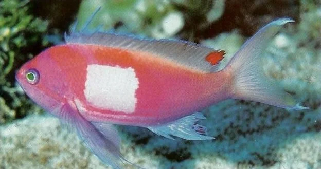 Square Spot Anthias.webp