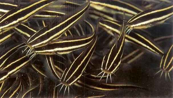 Striped eel catfish.webp