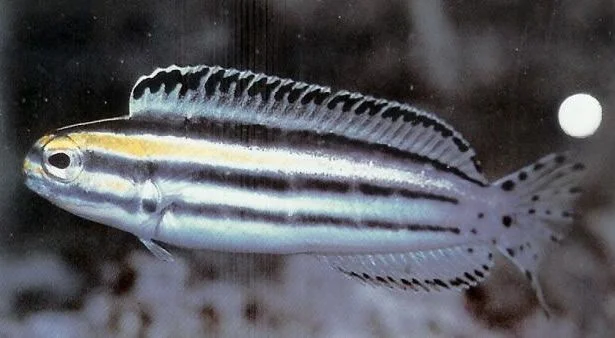 Striped fang blenny.webp