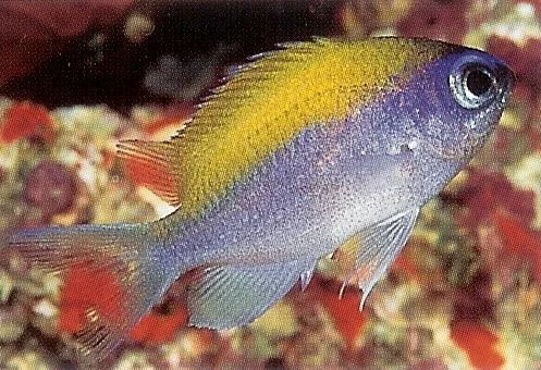 Sunshine Chromis.webp