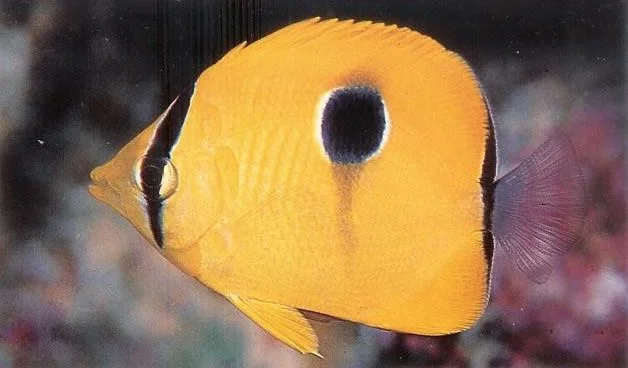 Teardrop butterflyfish.webp