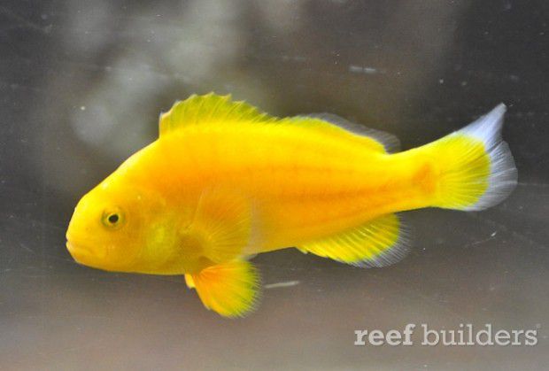 the-golden-clownfish1-620x419.jpg