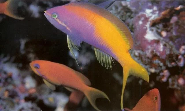 Threadfin Anthias.webp