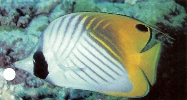 Threadfin butterflyfish.webp