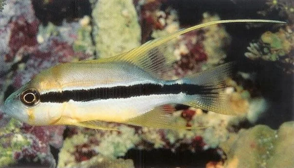 Threadfin snapper.webp