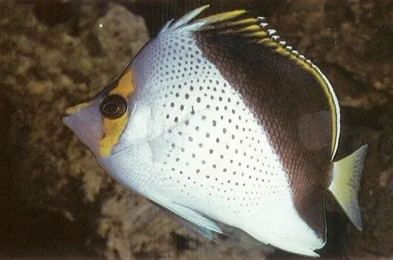 Tinkers butterflyfish.webp