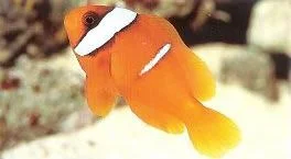 Tomato Anemonefish.webp