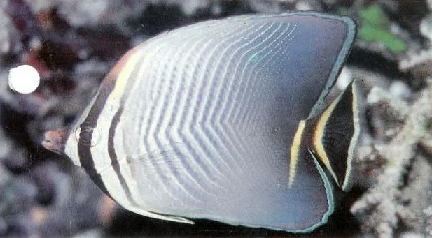 Triangular butterflyfish.webp