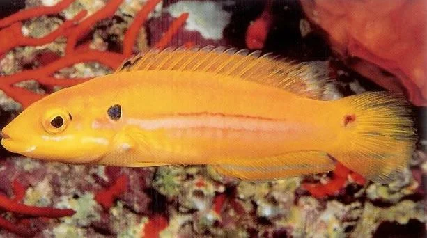 Twinspot Hogfish.webp