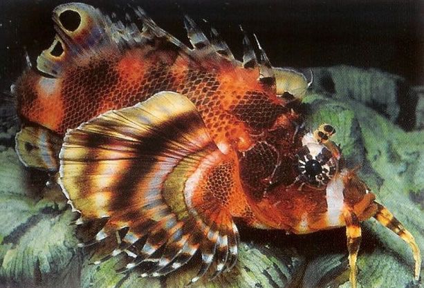 Twinspot lionfish.jpg