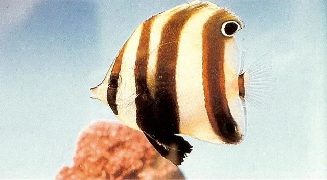 Twoeye coralfish.webp