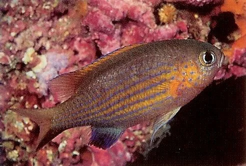 Vanderbilts Chromis.webp