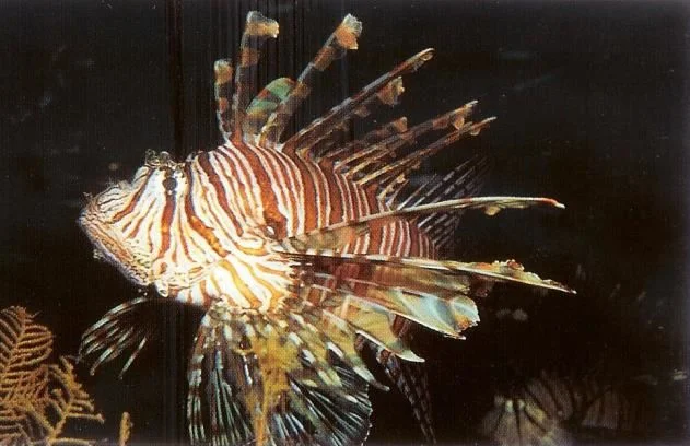 Volitans lionfish.webp