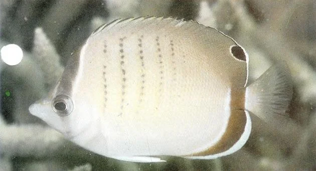 Western butterflyfish.webp