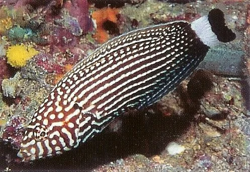 White dashed Wrasse.webp