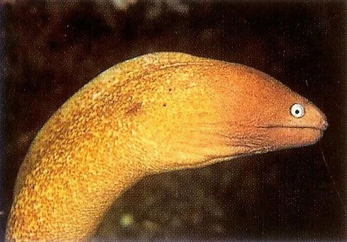 White eye moray.webp