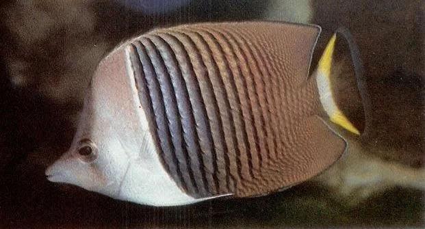 Whiteface butterflyfish.webp