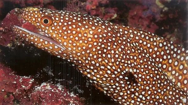 Whitemouth moray.webp