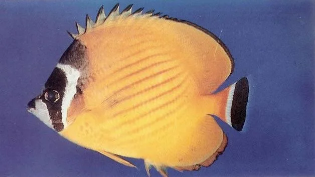 Wiebels butterflyfish.webp