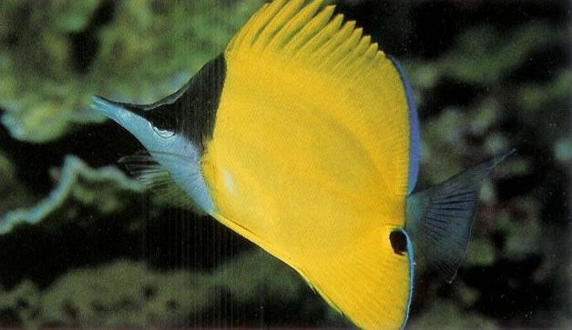 Yellow longnose butterflyfish.jpg