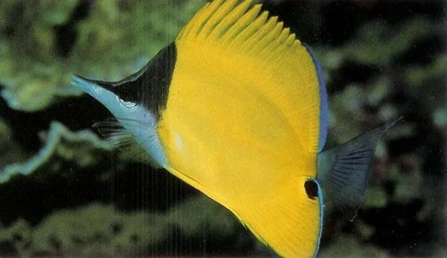 Yellow longnose butterflyfish.webp