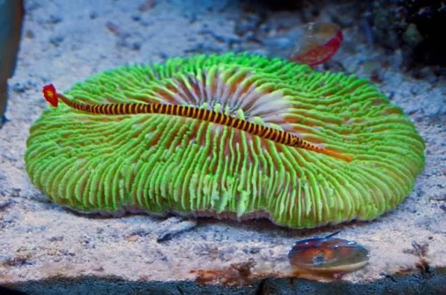 Yellow Mulitbanded Pipefish.webp