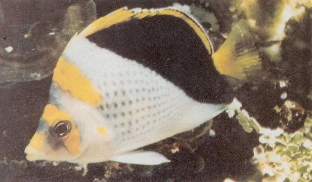 Yellowcrowned butterflyfish.webp