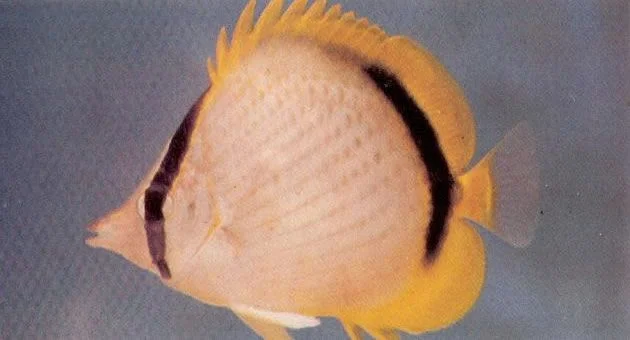 Yellowdotted butterflyfish.webp