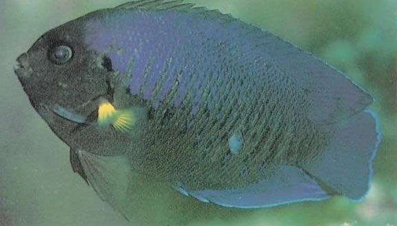 Yellowfin Angelfish.jpg
