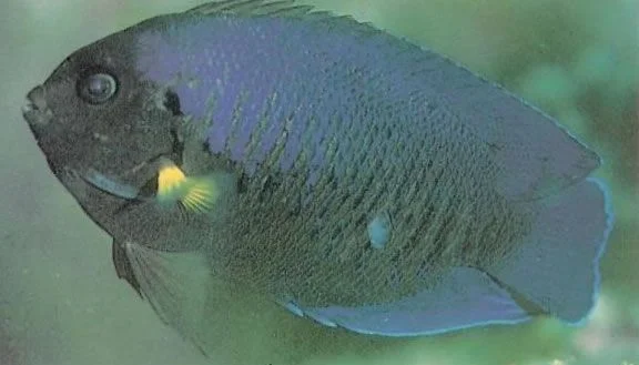 Yellowfin Angelfish.webp